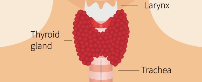 This is the appearance of a healthy functioning thyroid gland.