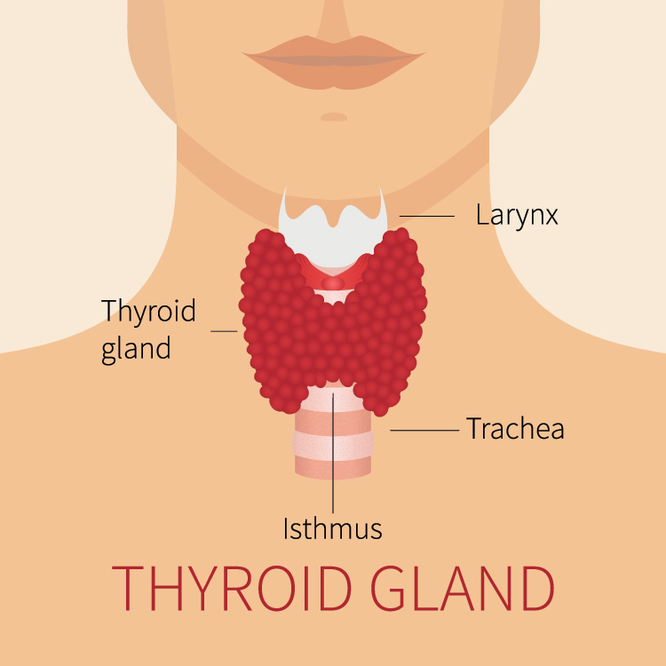 This is the appearance of a healthy functioning thyroid gland.