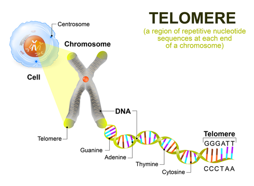 Feature: How Telomere Testing Can Benefit You